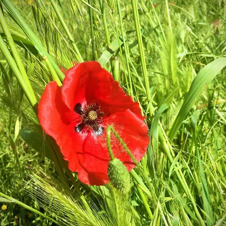 Borgo Casinello Hébergement de vacances